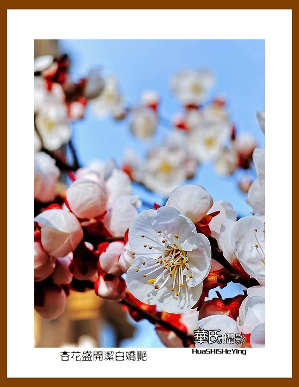 色眼看花——杏花盛开洁白娇艳（祝朋友们五一节快乐）