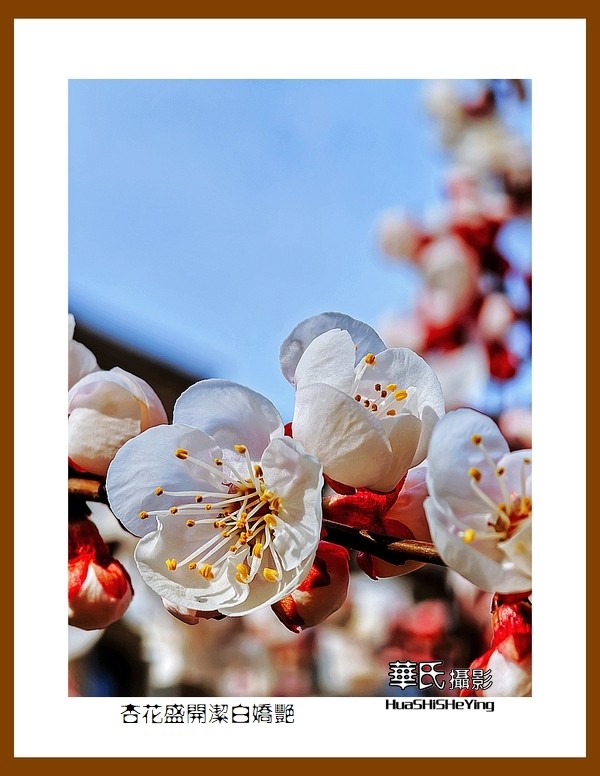 色眼看花——杏花盛开洁白娇艳（祝朋友们五一节快乐）