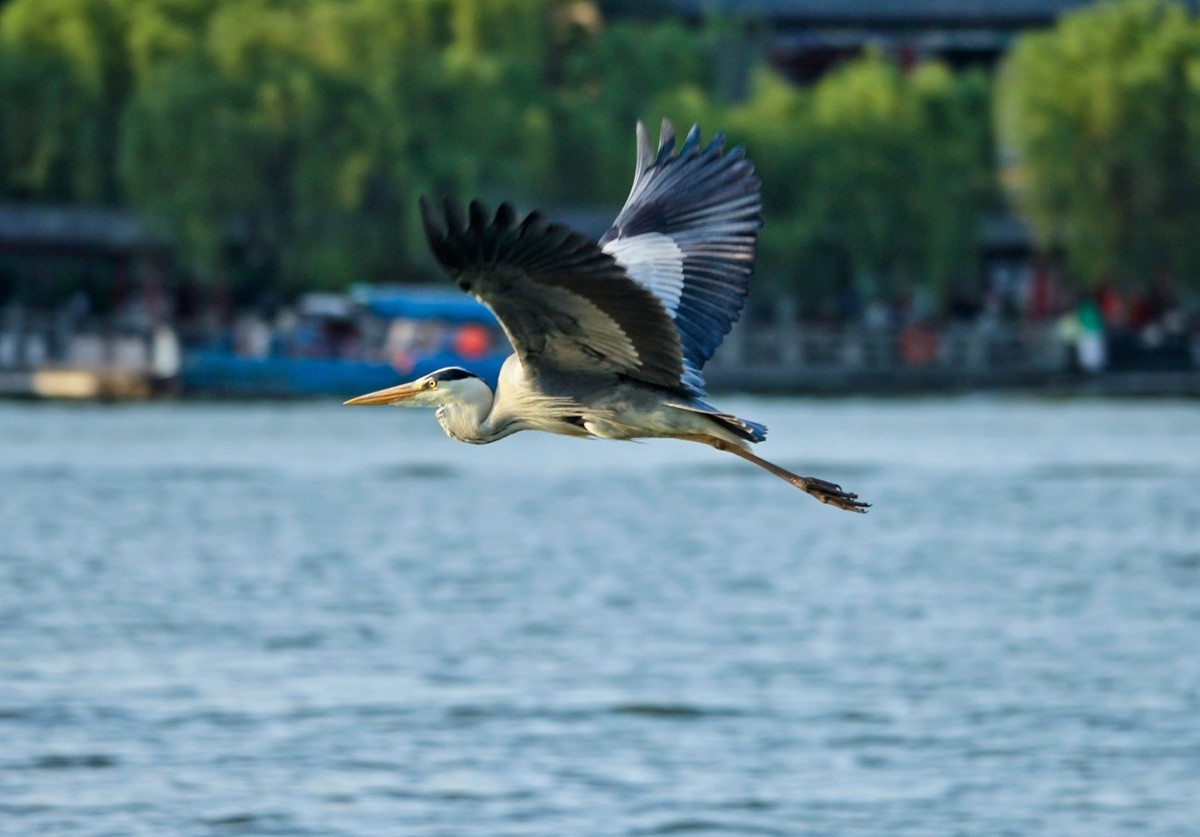 抓拍——明湖苍鹭
