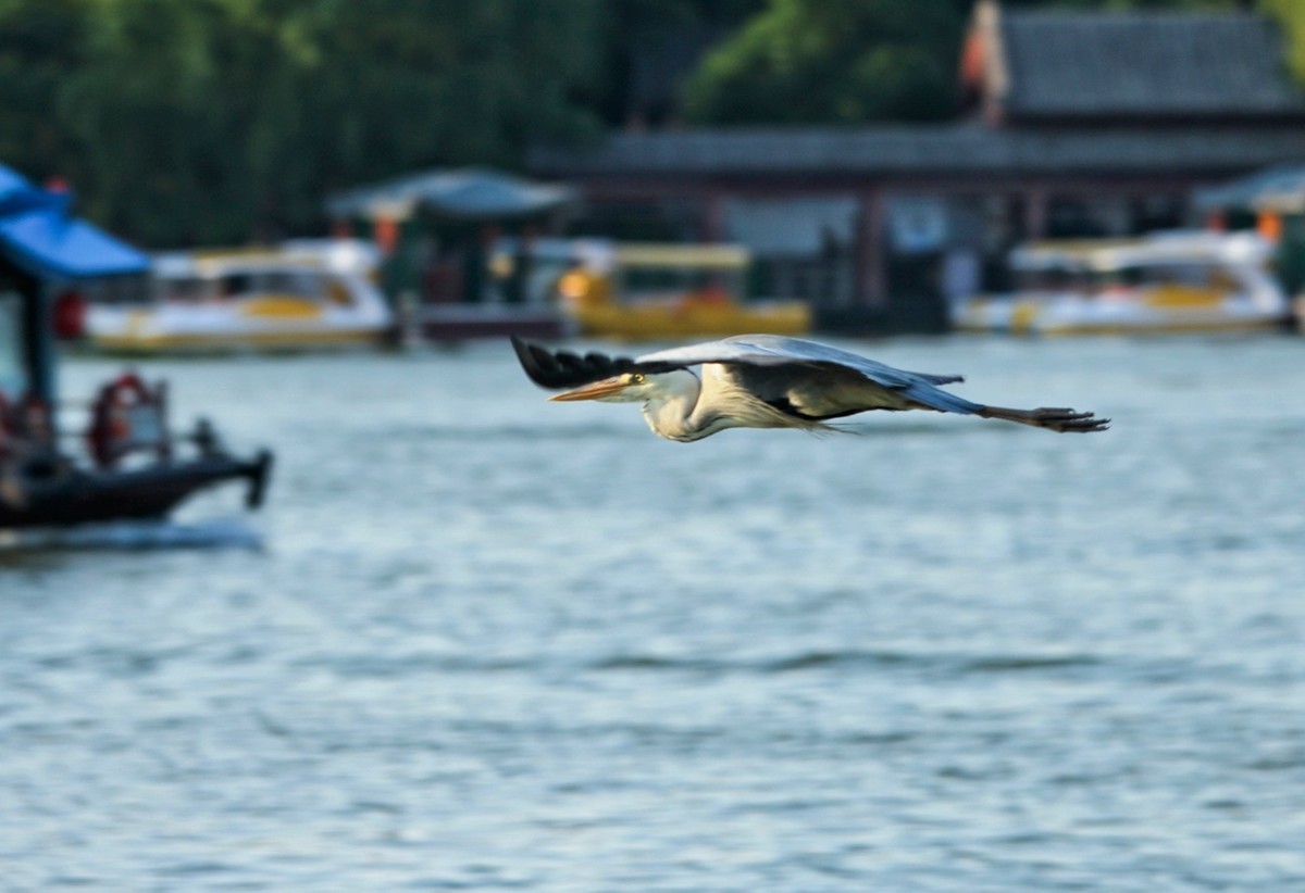 抓拍——明湖苍鹭