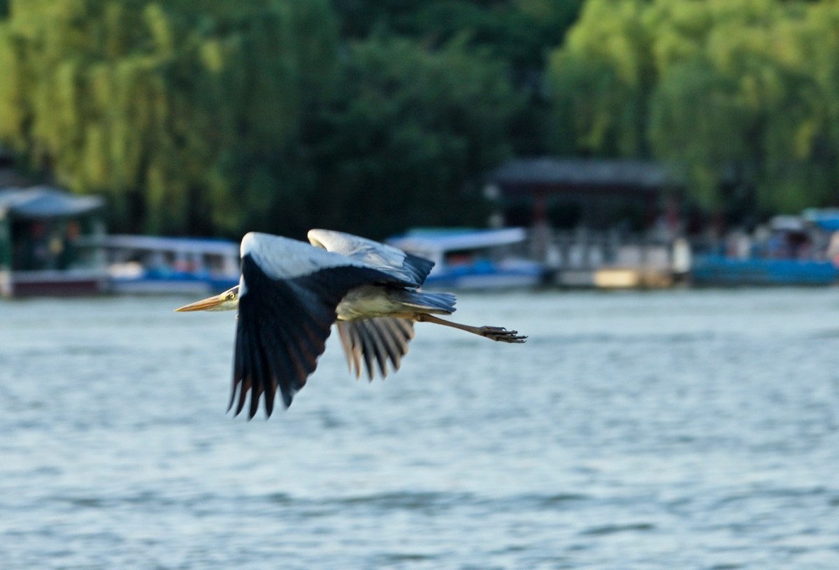 抓拍——明湖苍鹭