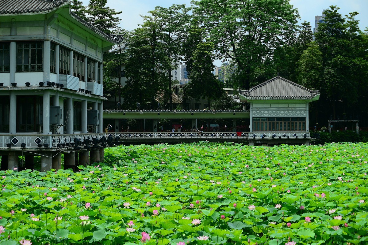 拍荷公园-荔湾湖。