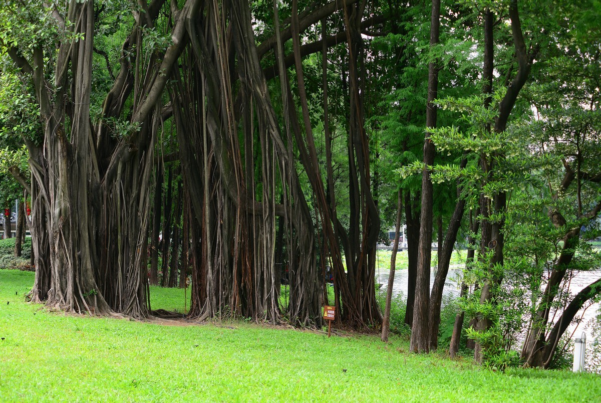 拍荷公园-荔湾湖。