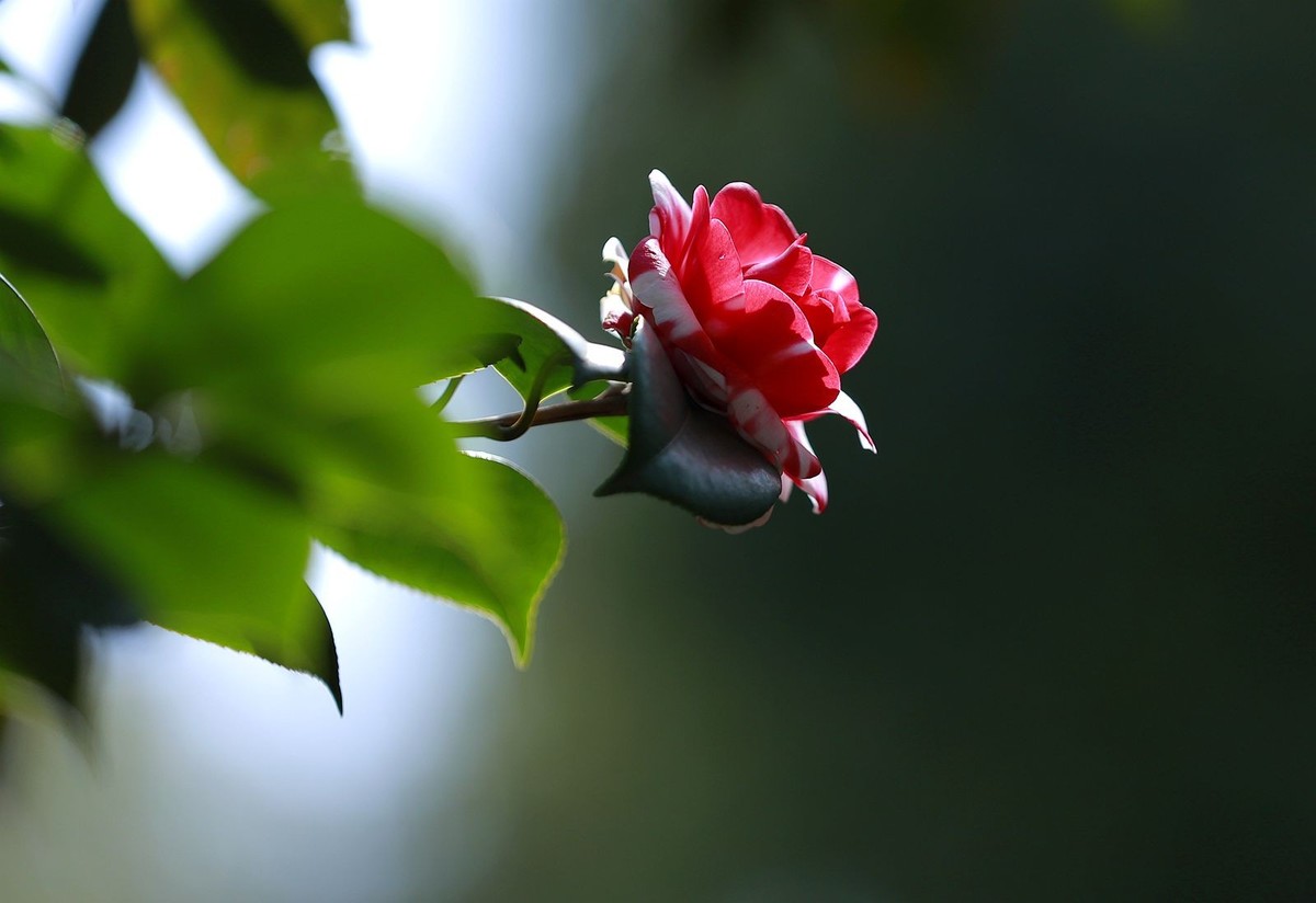 茶花