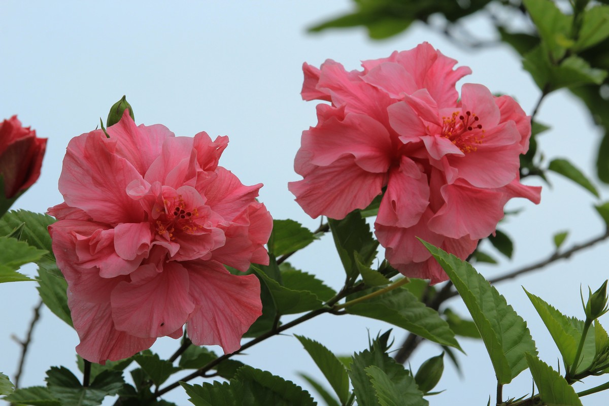 拍摄花卉一（627）