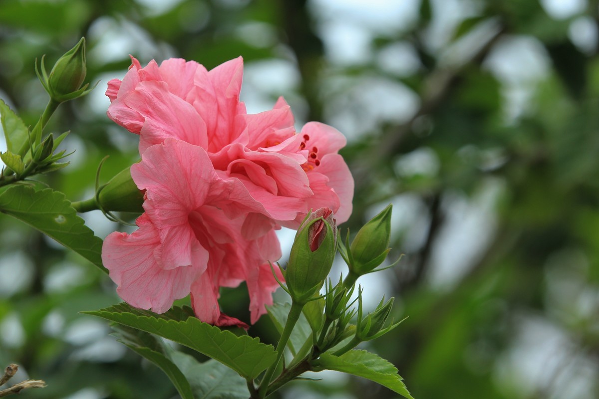 拍摄花卉一（627）