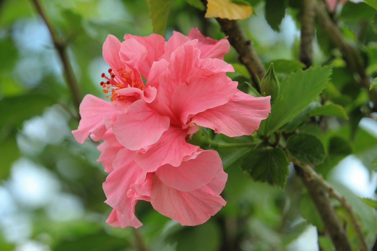 拍摄花卉一（627）