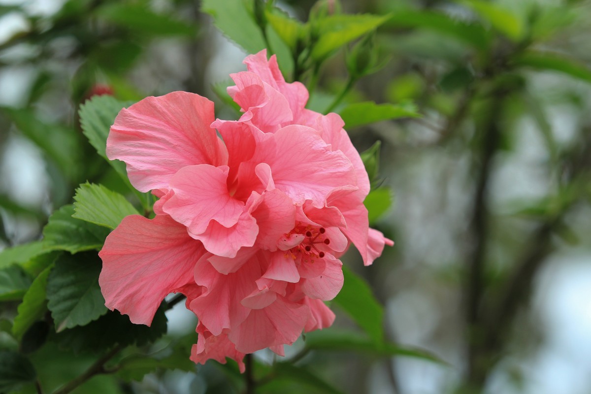 拍摄花卉一（627）