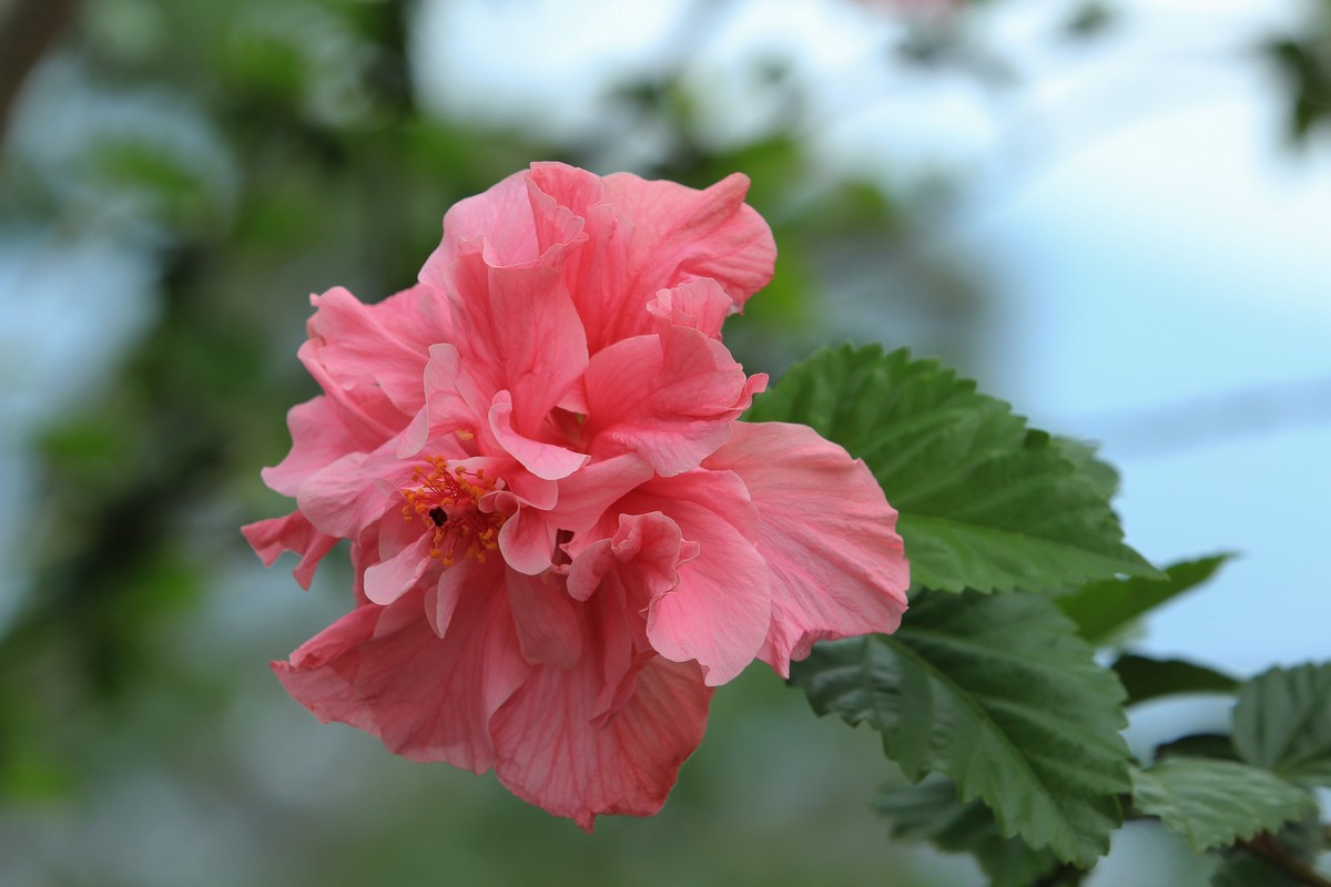 拍摄花卉一（627）