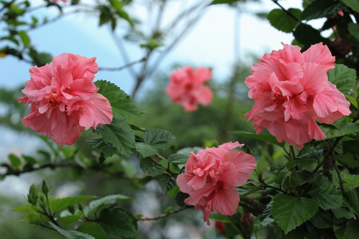 拍摄花卉一（627）