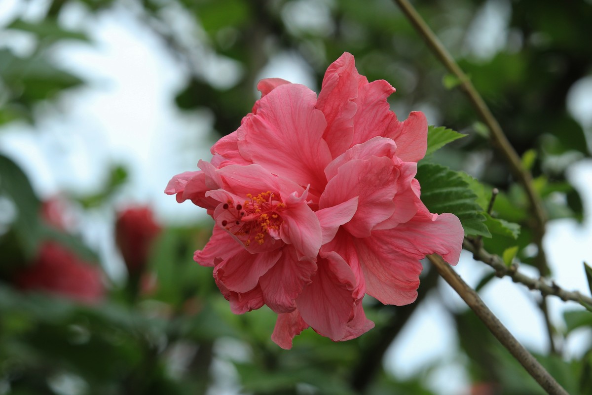 拍摄花卉一（627）