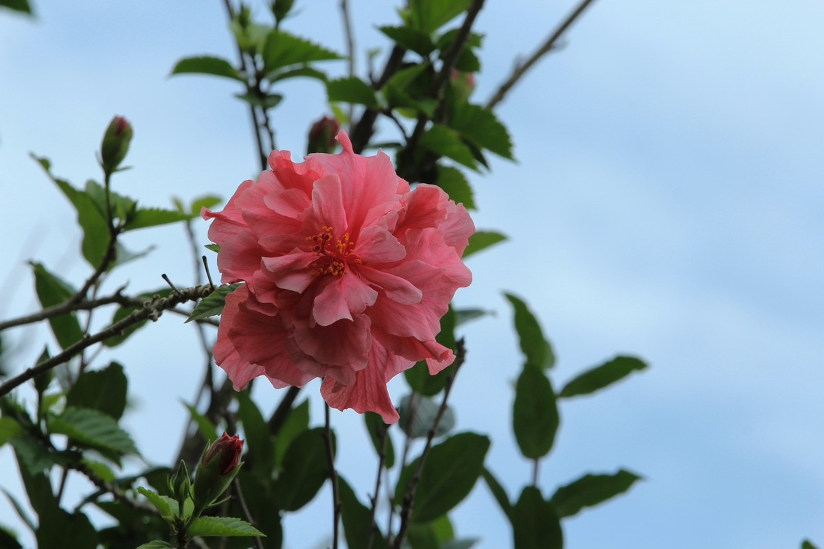 拍摄花卉一（627）