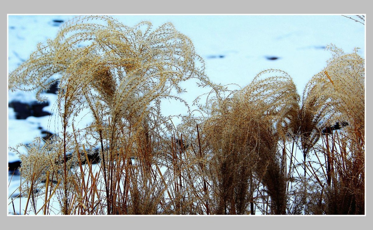雪后日出秦皇岛西港行