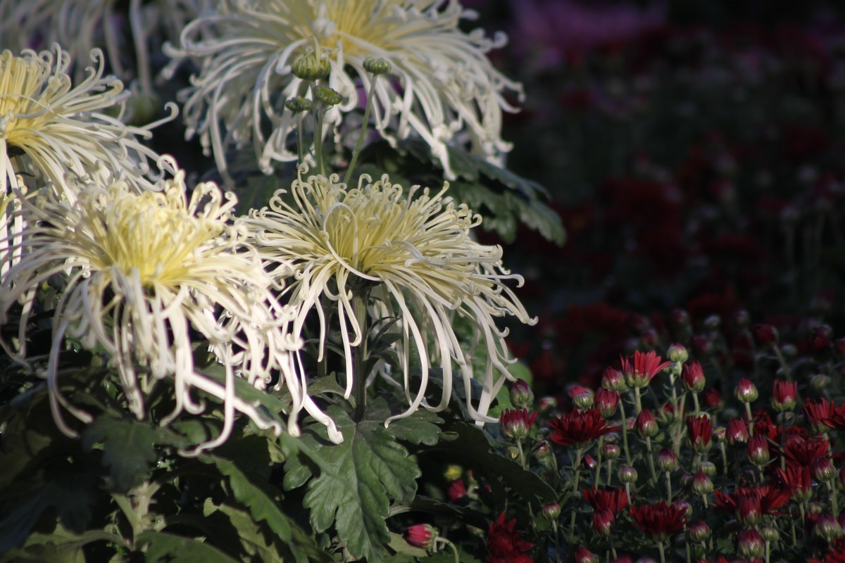 乌海秋菊展（原片）