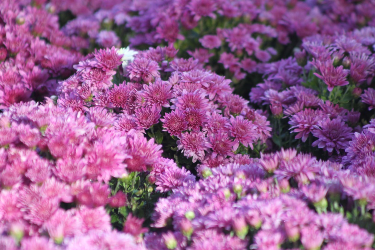 乌海秋菊展（原片）