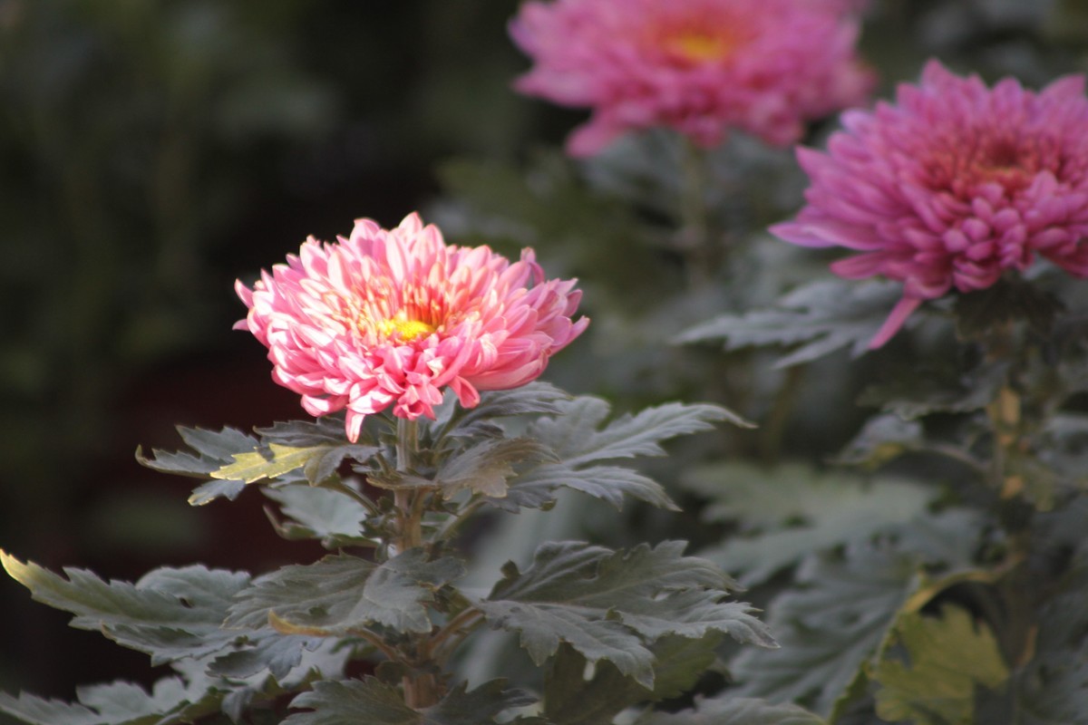 乌海秋菊展（原片）