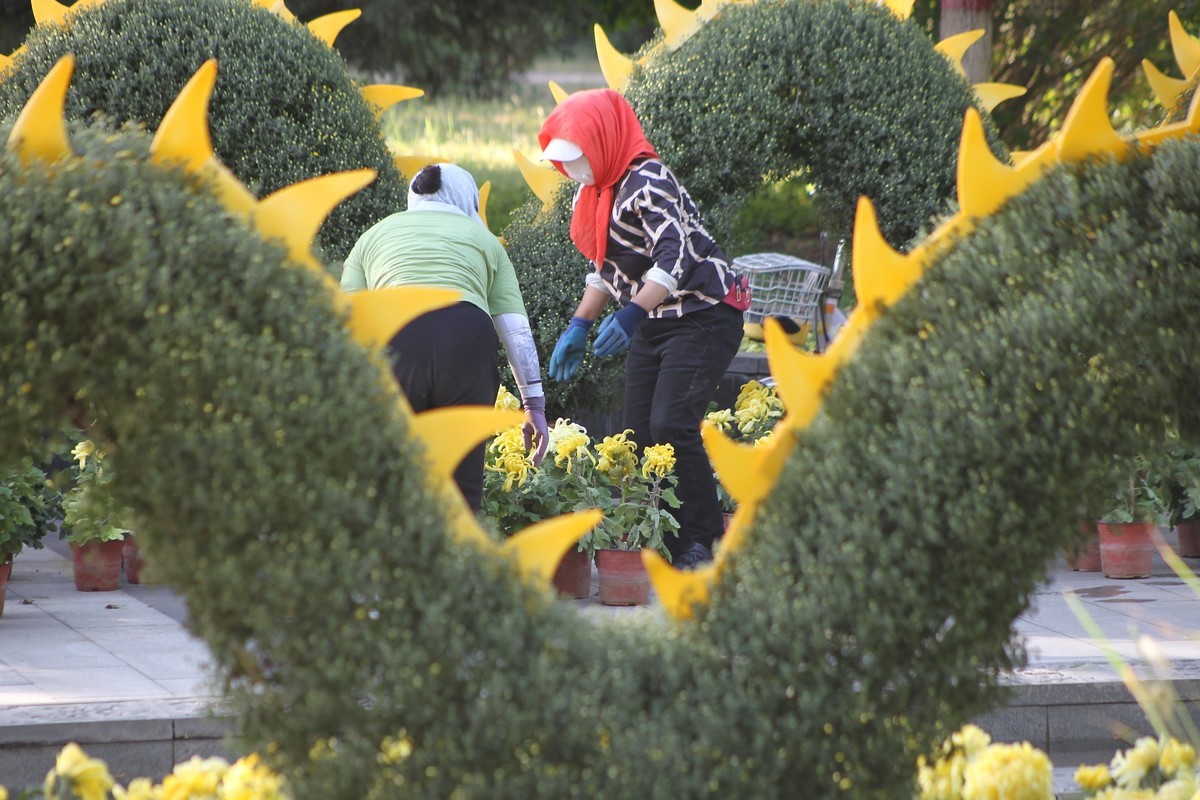 乌海秋菊展（原片）