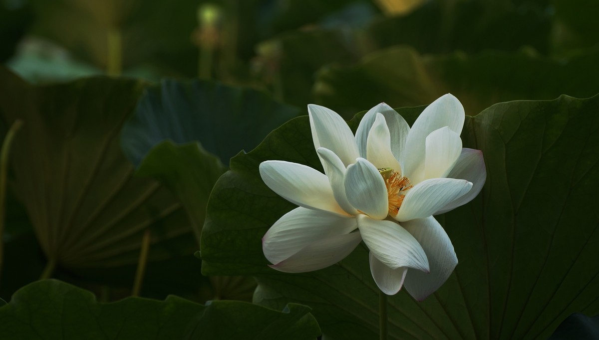 荷美