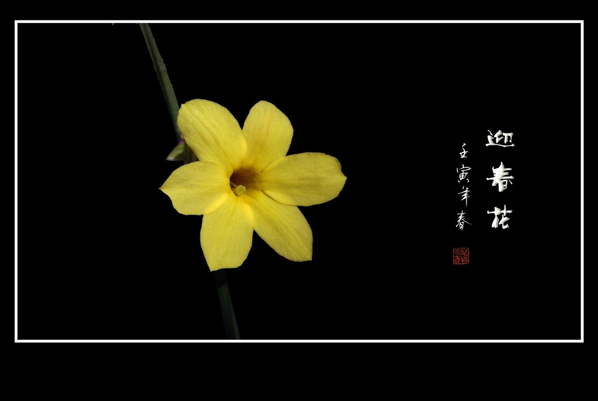 迎春花迎新春，迎春花庆除夕