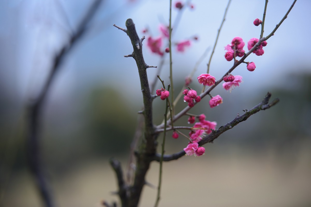 早春二月来赏花，清逸幽雅最是梅。