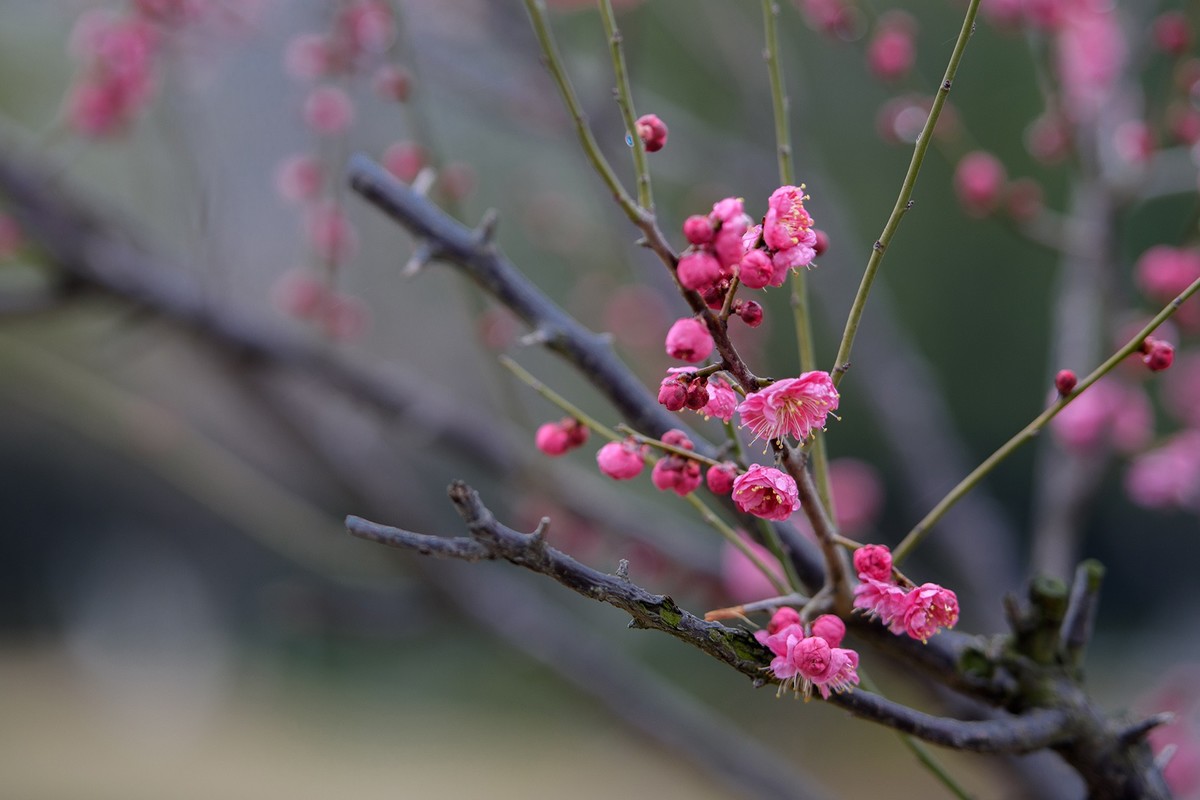 早春二月来赏花，清逸幽雅最是梅。