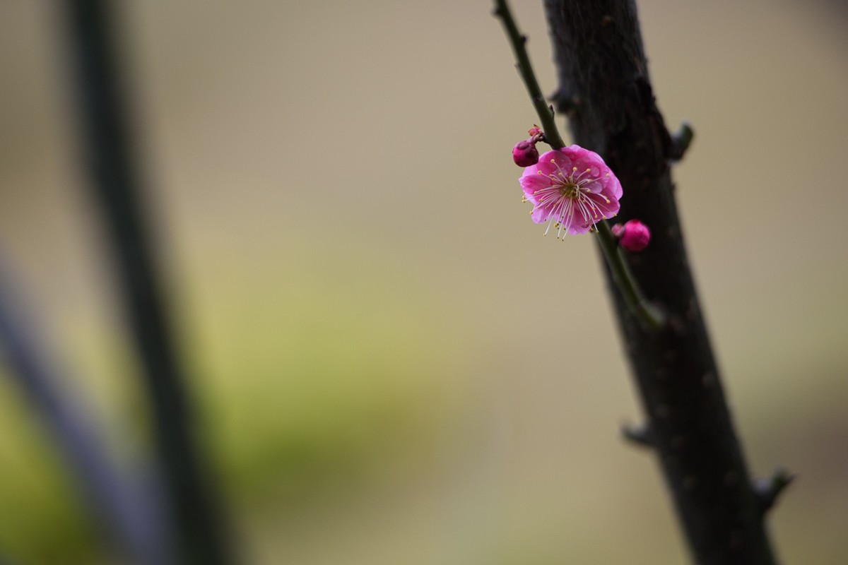 早春二月来赏花，清逸幽雅最是梅。