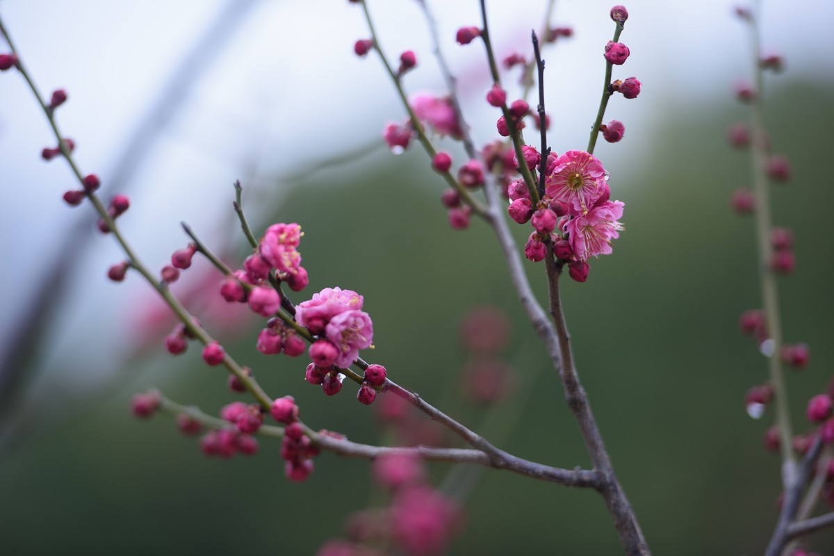 早春二月来赏花，清逸幽雅最是梅。