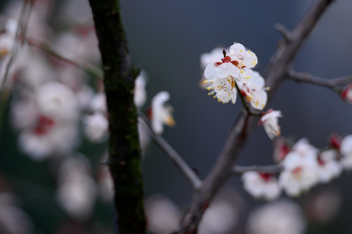 早春二月来赏花，清逸幽雅最是梅。