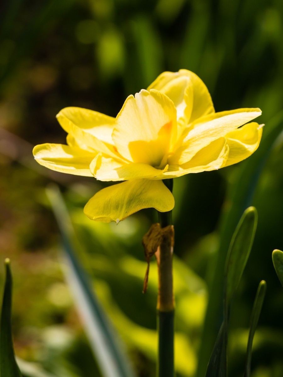 【镜头里】第1458号：黄水仙（一）