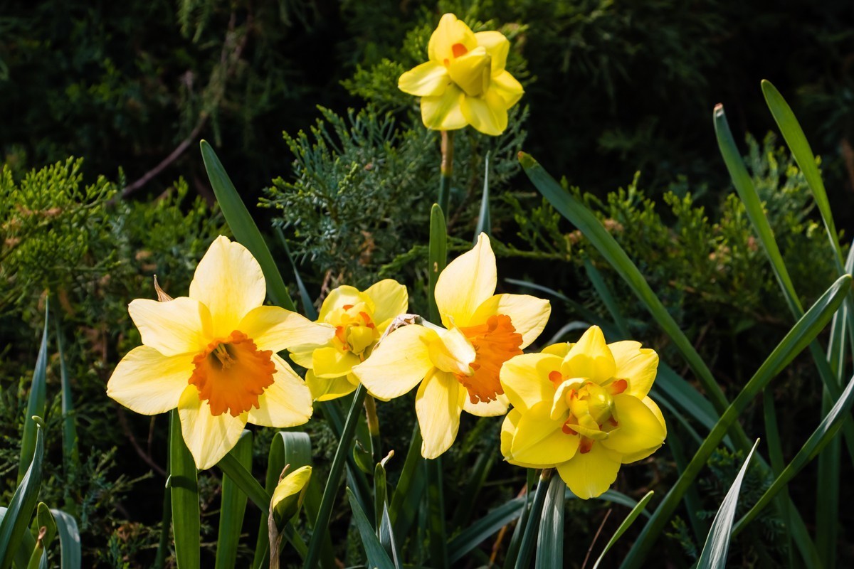 【镜头里】第1458号：黄水仙（一）