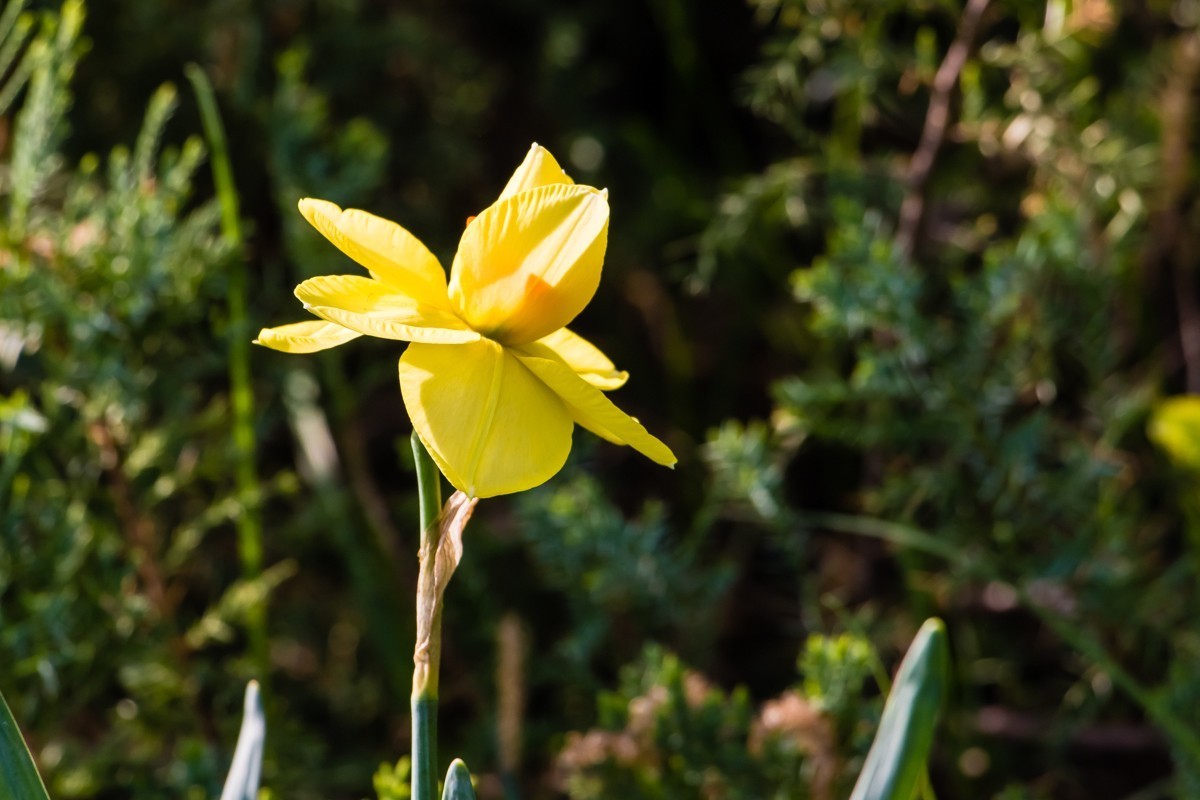 【镜头里】第1458号：黄水仙（一）