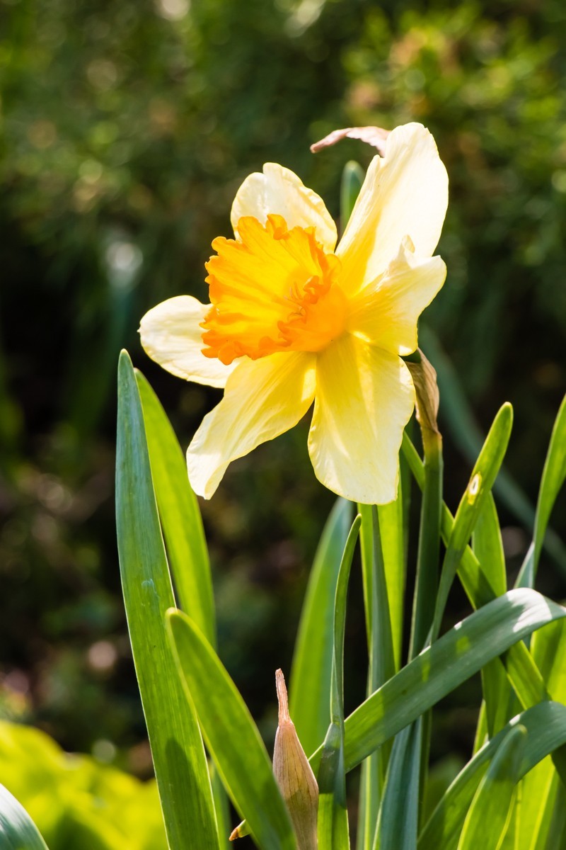 【镜头里】第1458号：黄水仙（一）