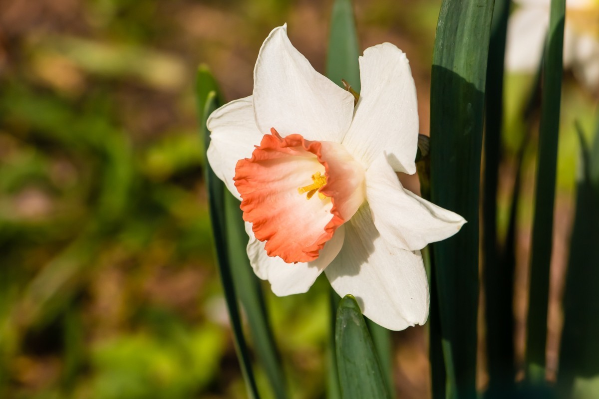 【镜头里】第1458号：黄水仙（一）