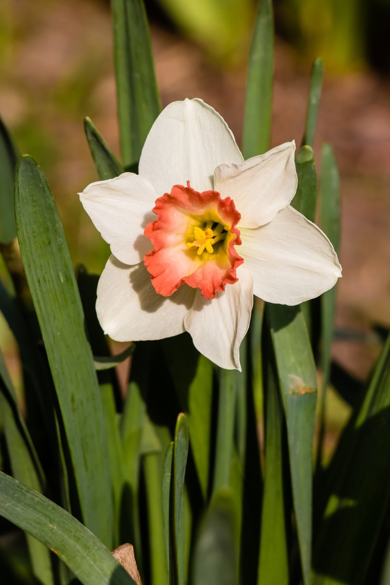 【镜头里】第1458号：黄水仙（一）