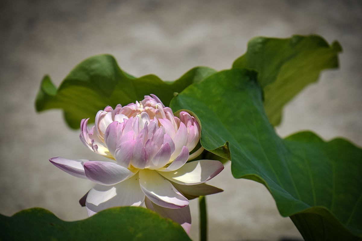 2023年第0460贴-公园荷花拍（0627）