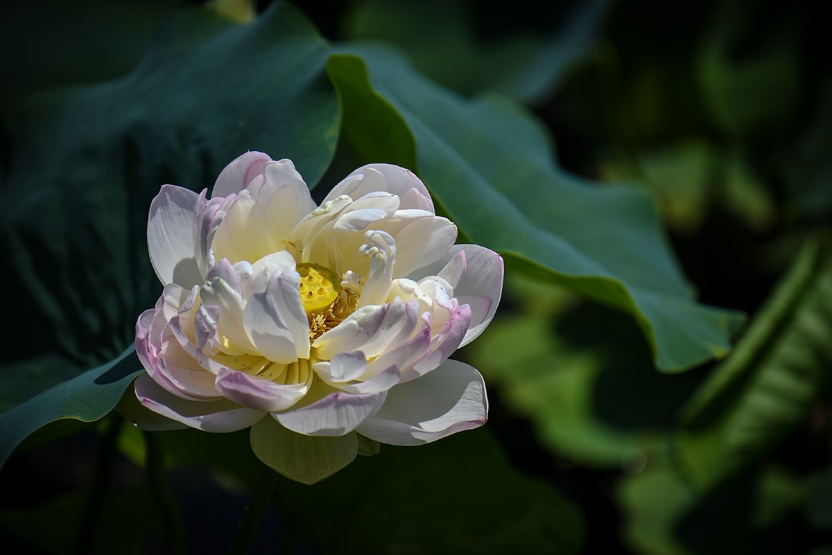 2023年第0460贴-公园荷花拍（0627）