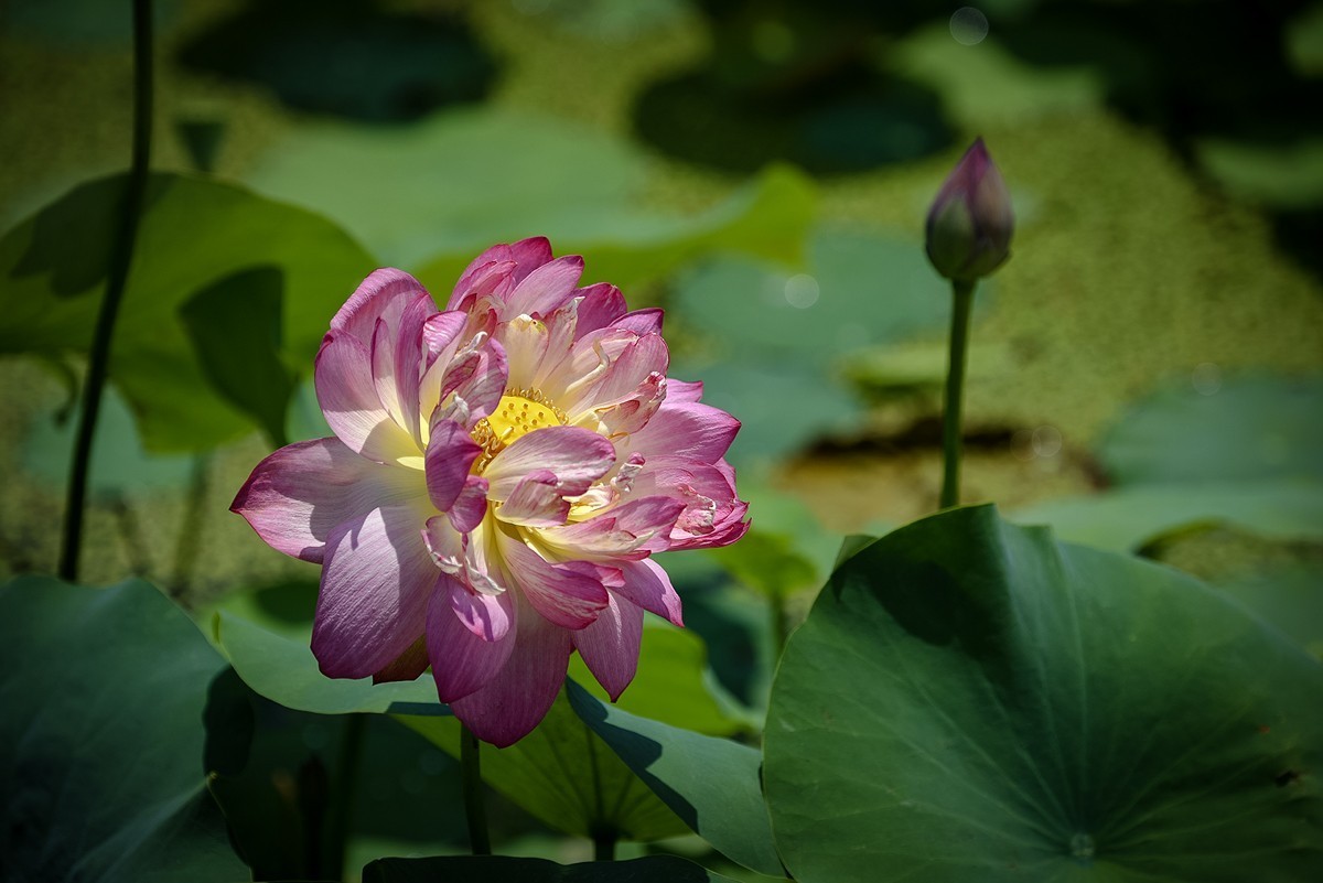 2023年第0460贴-公园荷花拍（0627）