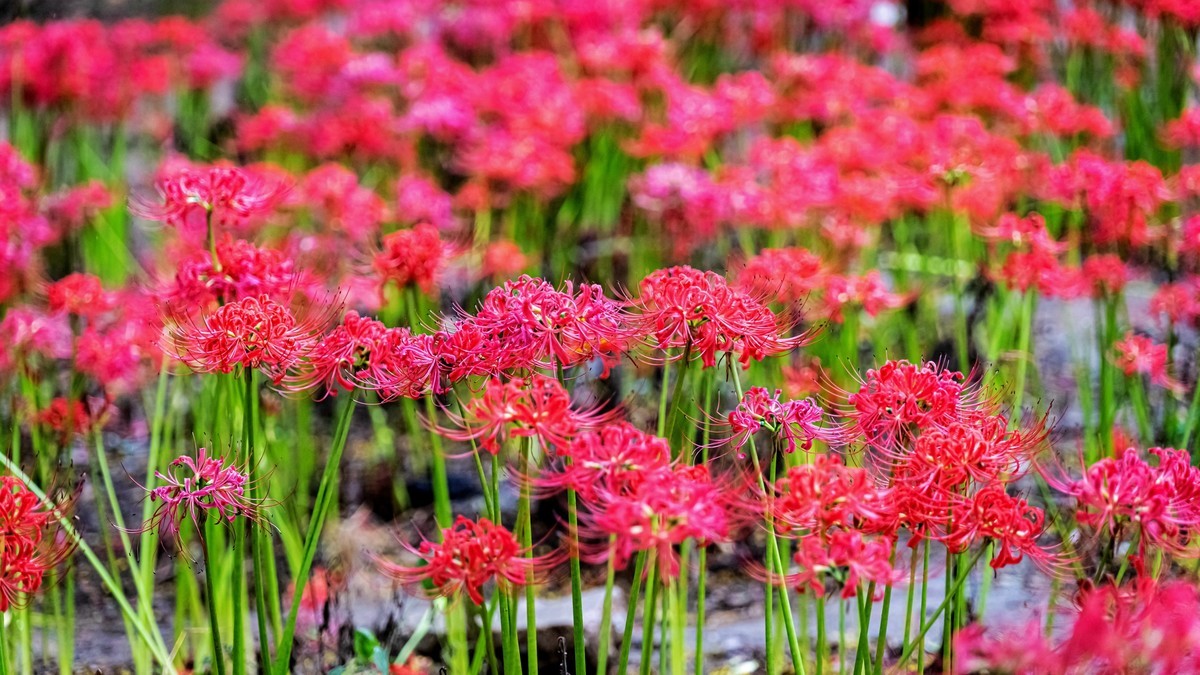 亦仙亦妖彼岸花——没想到z24-120还真能顶半个微距头用