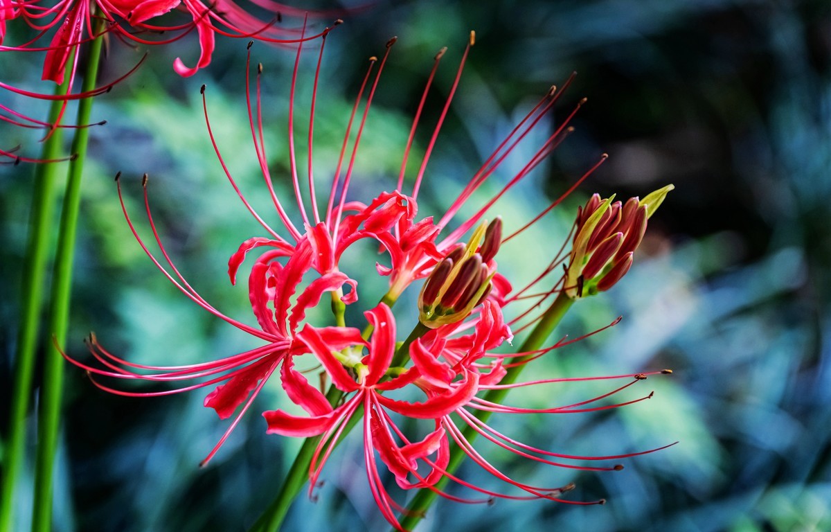 亦仙亦妖彼岸花——没想到z24-120还真能顶半个微距头用