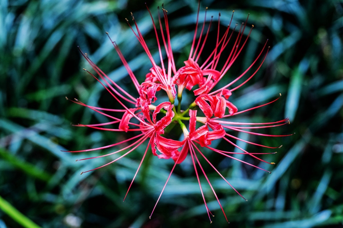 亦仙亦妖彼岸花——没想到z24-120还真能顶半个微距头用