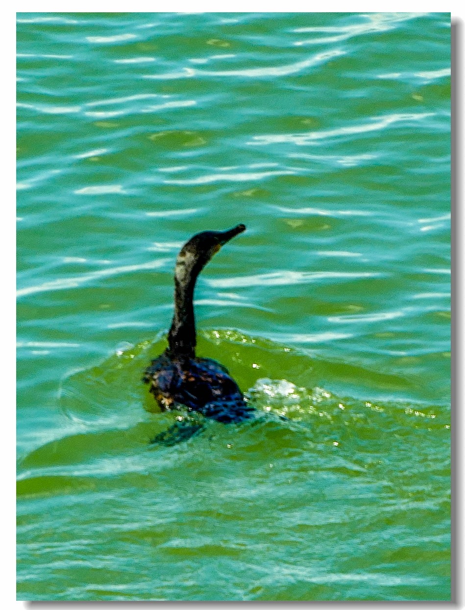 德法之母亲河--莱茵大运河