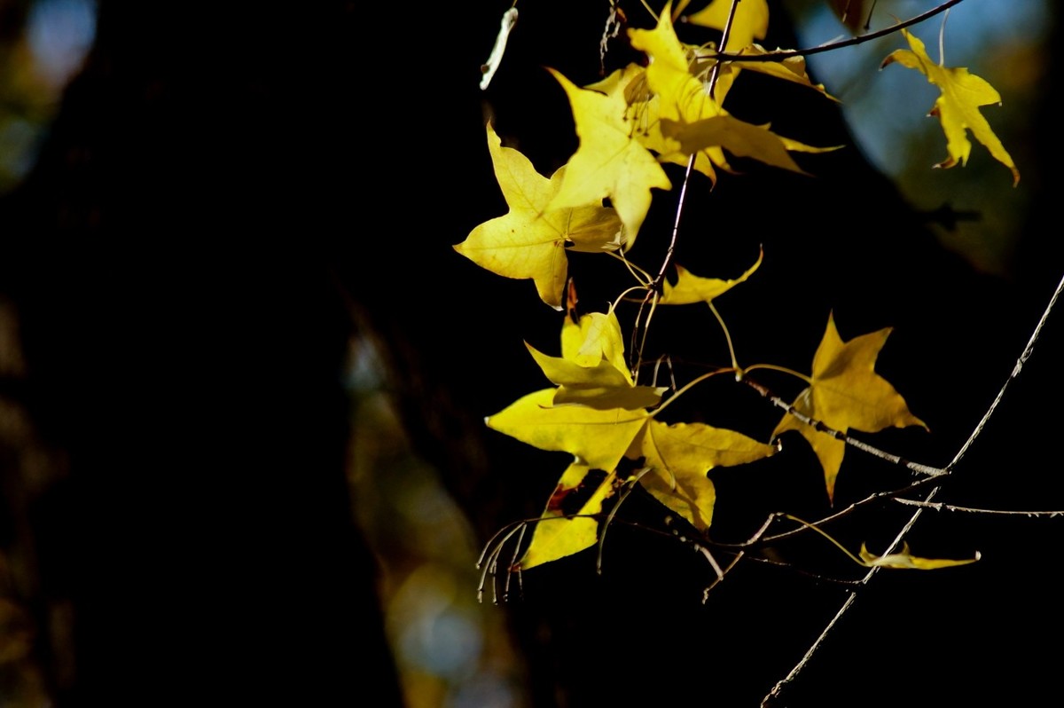 辞旧叶●迎新芽——道别2023