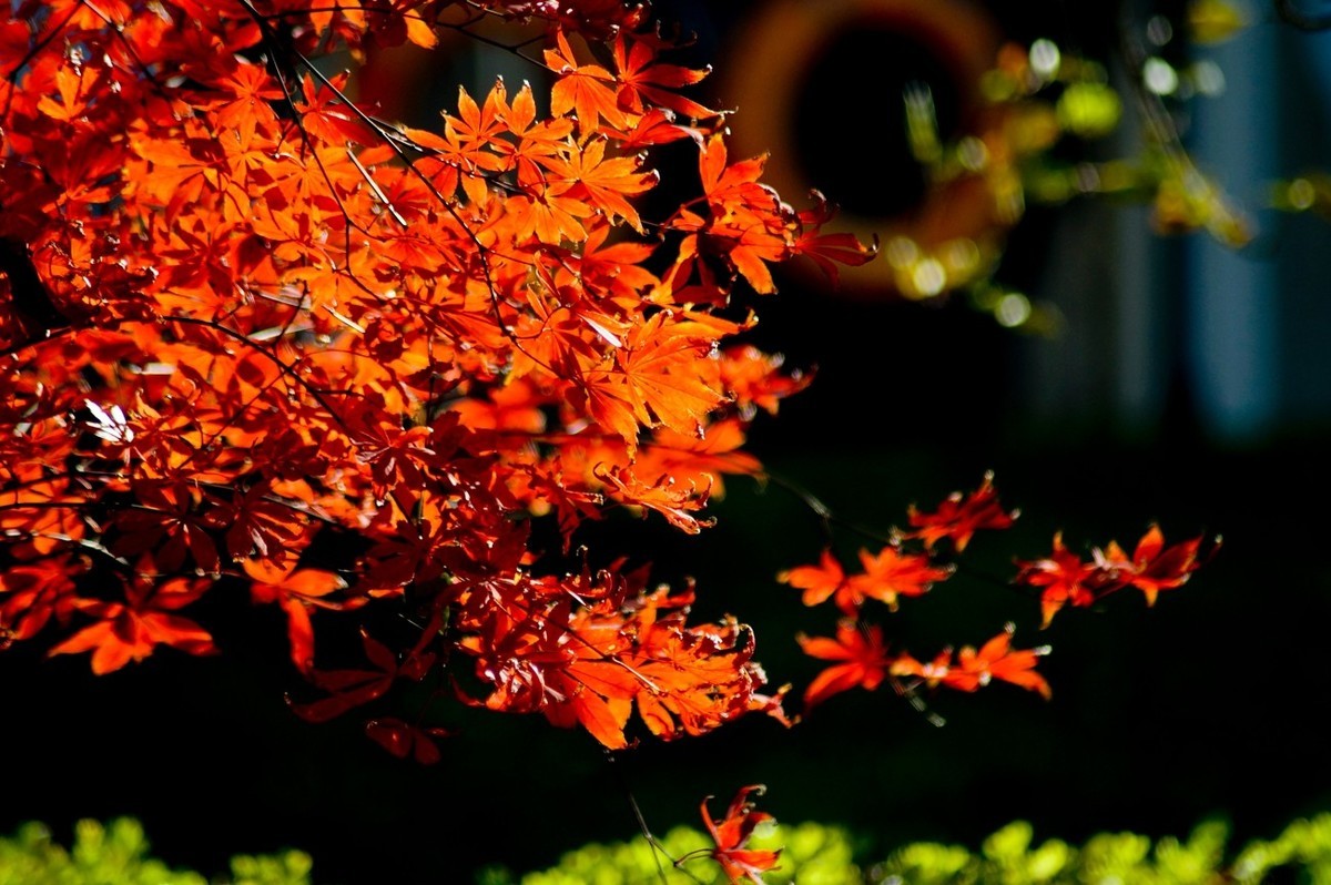 辞旧叶●迎新芽——道别2023