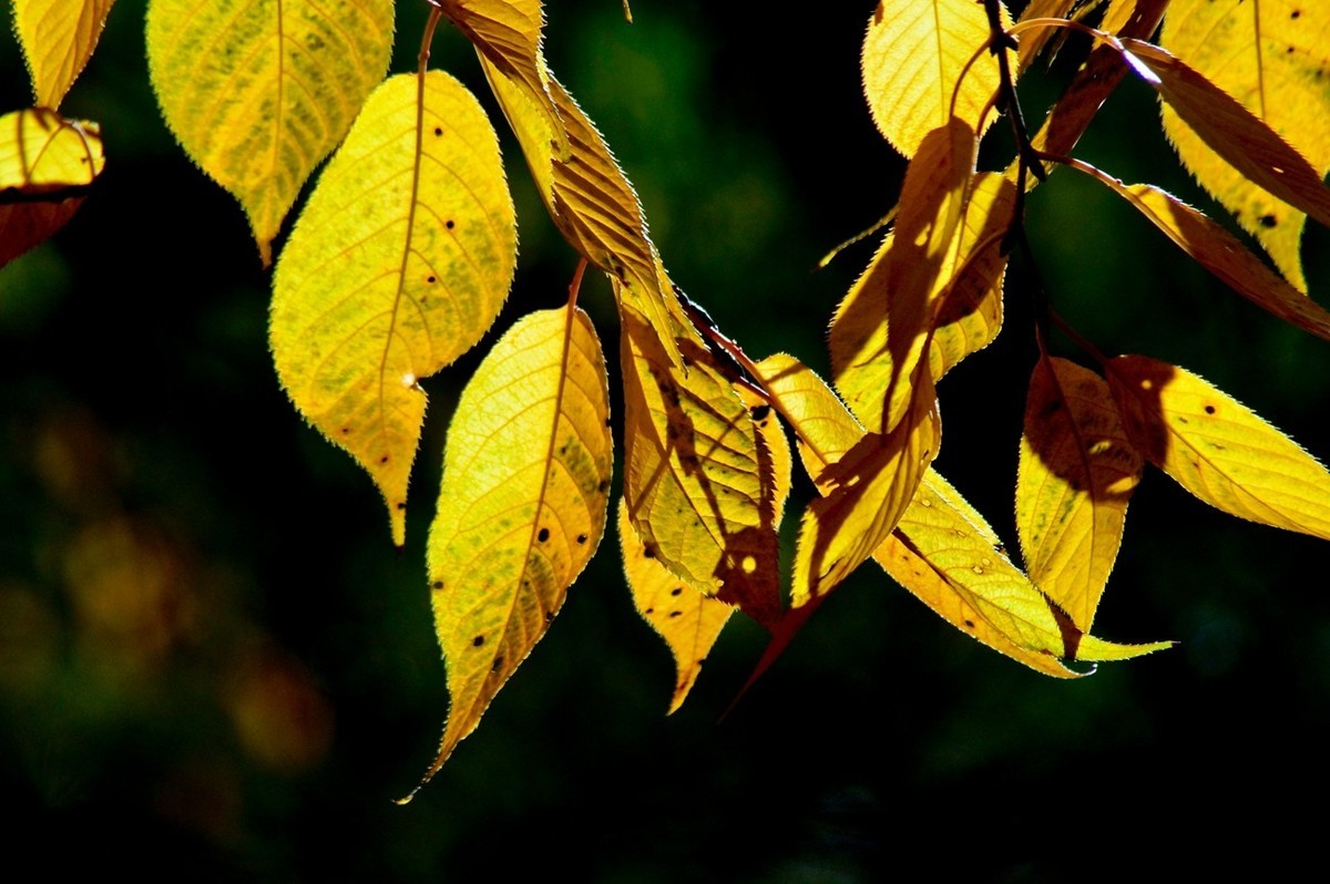 辞旧叶●迎新芽——道别2023