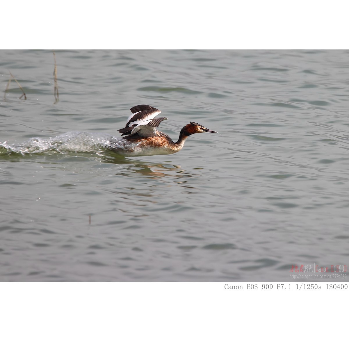 凤头鸊鷉、罗纹鸭