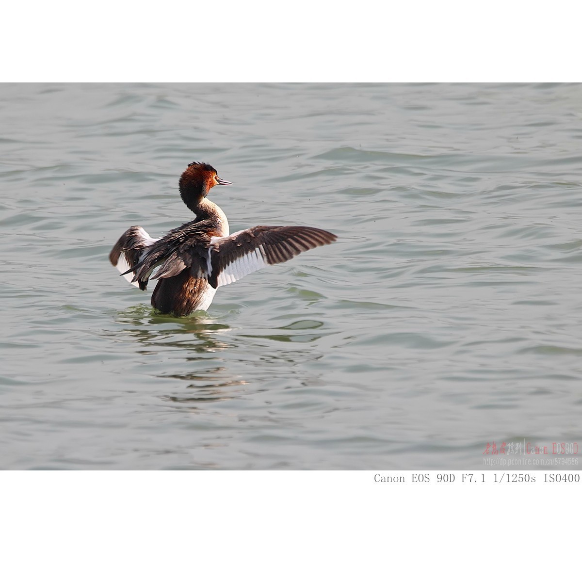 凤头鸊鷉、罗纹鸭