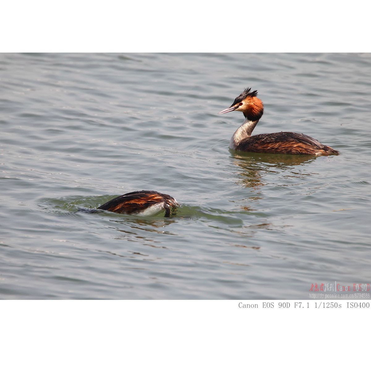 凤头鸊鷉、罗纹鸭