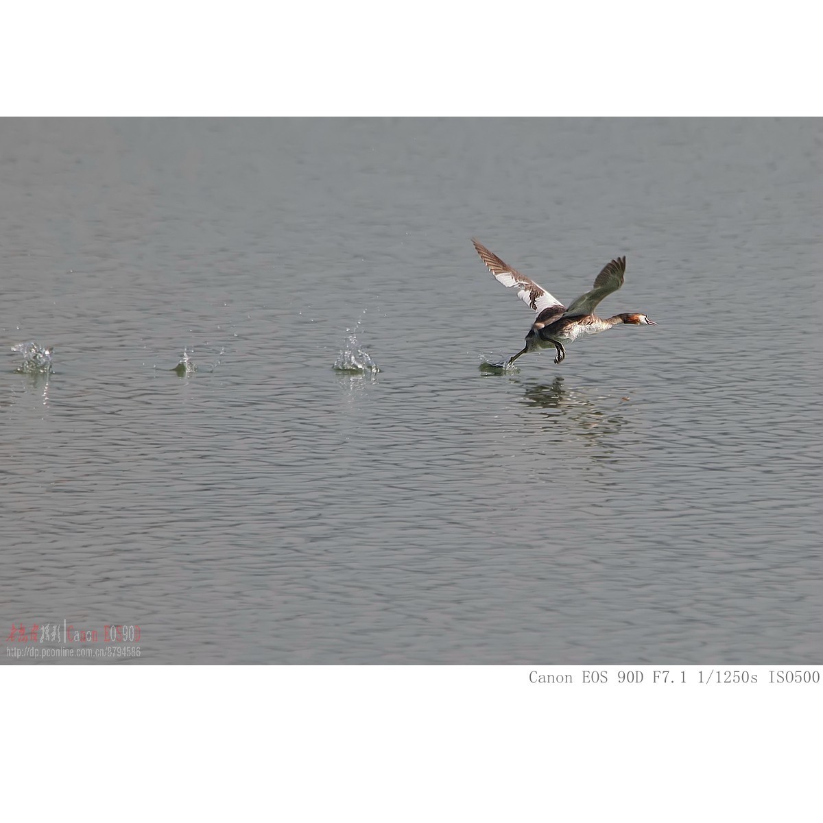 凤头鸊鷉、罗纹鸭