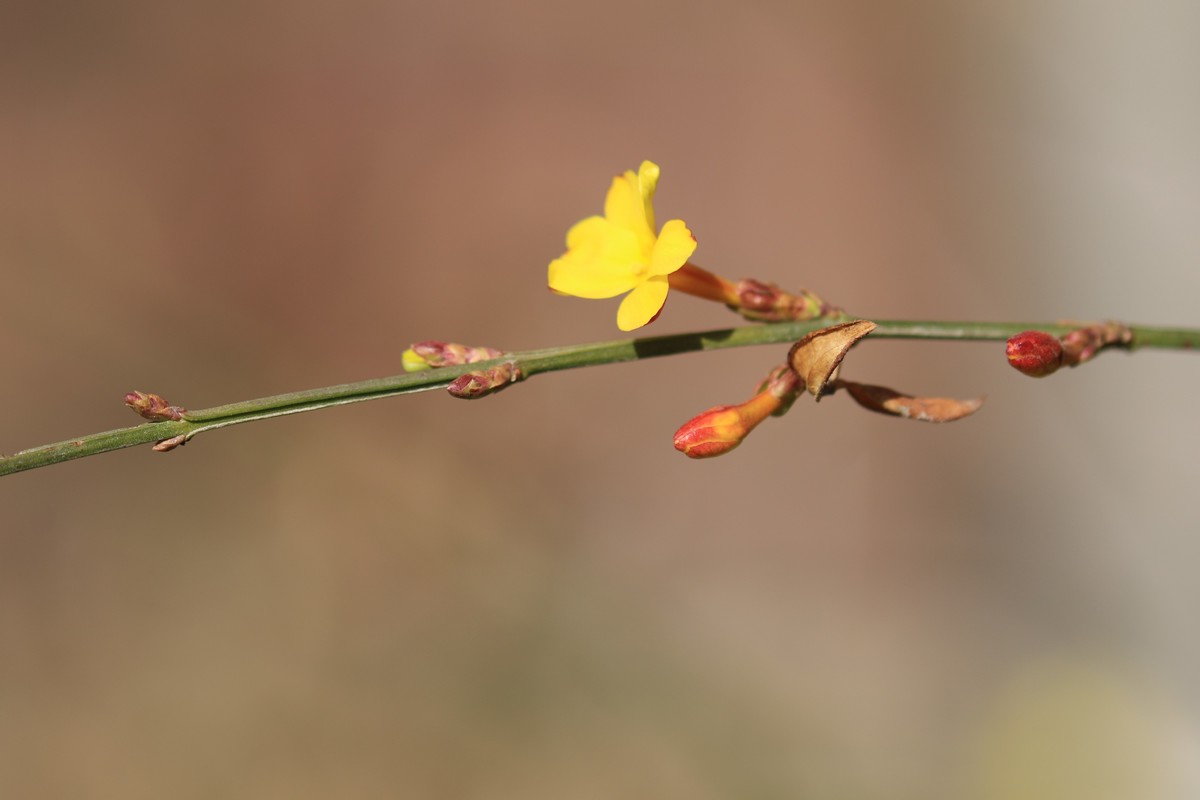 春天来了，树发芽了。