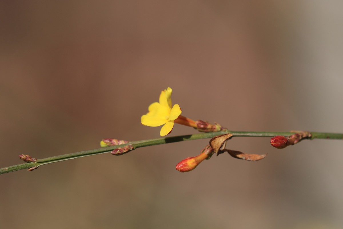 春天来了，树发芽了。